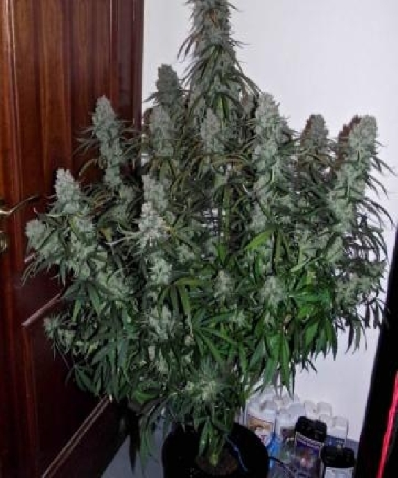 Quick Flowering THC  Cannabis Seeds