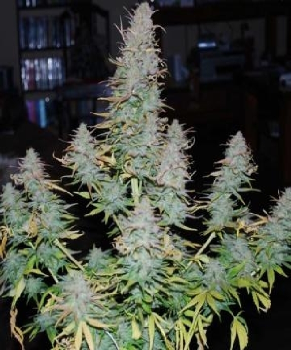 Strong Stuff  Cannabis Seeds