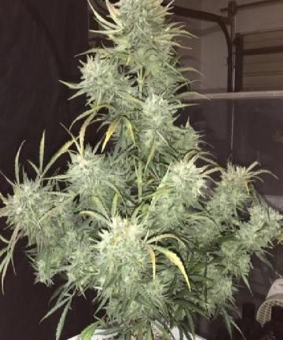 Strong Stuff Auto Cannabis Seeds