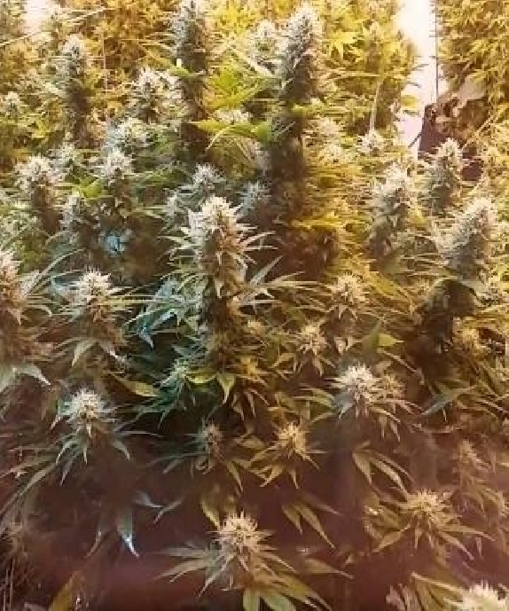 Super Kush  Cannabis Seeds