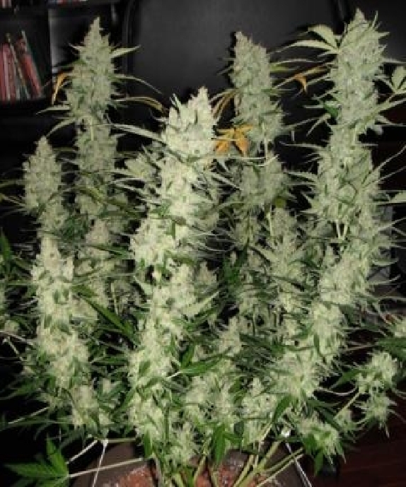 Super Kush Auto Cannabis Seeds