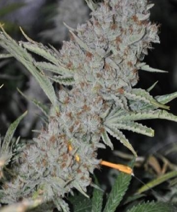  Sweet Tooth Express Auto Cannabis Seeds