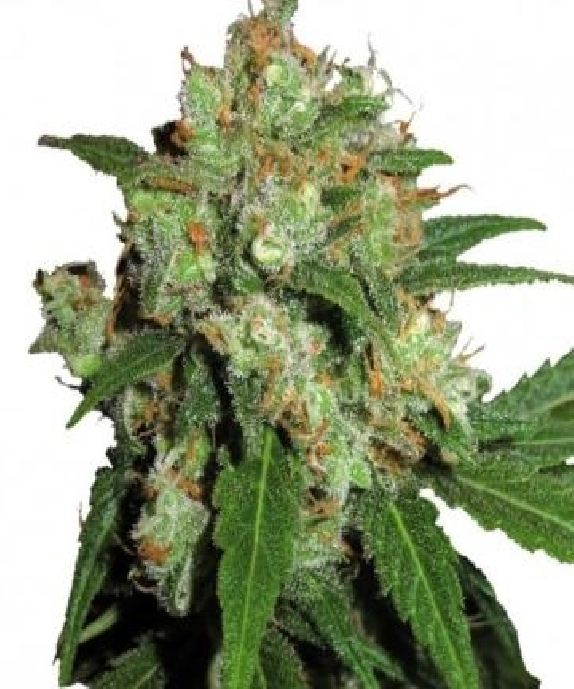 UK Cheesy Express Auto Cannabis Seeds