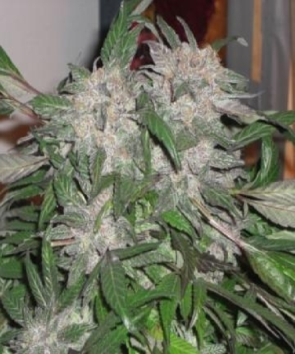 White Widow Express Auto Cannabis Seeds