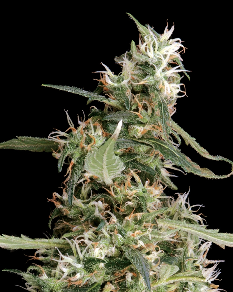 Arjan's Ultra Haze #1 Cannabis Seeds