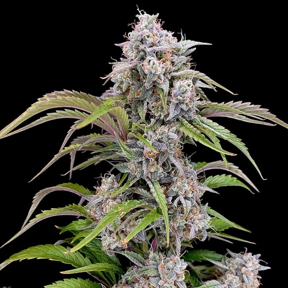 Amulet OG Auto Cannabis Seeds