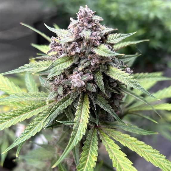 Midnight Marathon Auto Cannabis Seeds