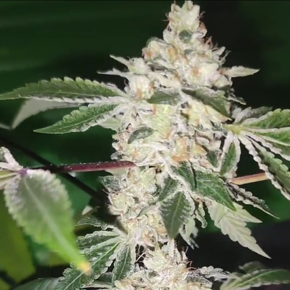 Citron Sour Regular Cannabis Seeds