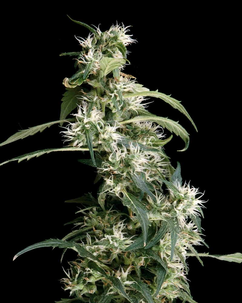 Arjan's Ultra Haze #2 Cannabis Seeds