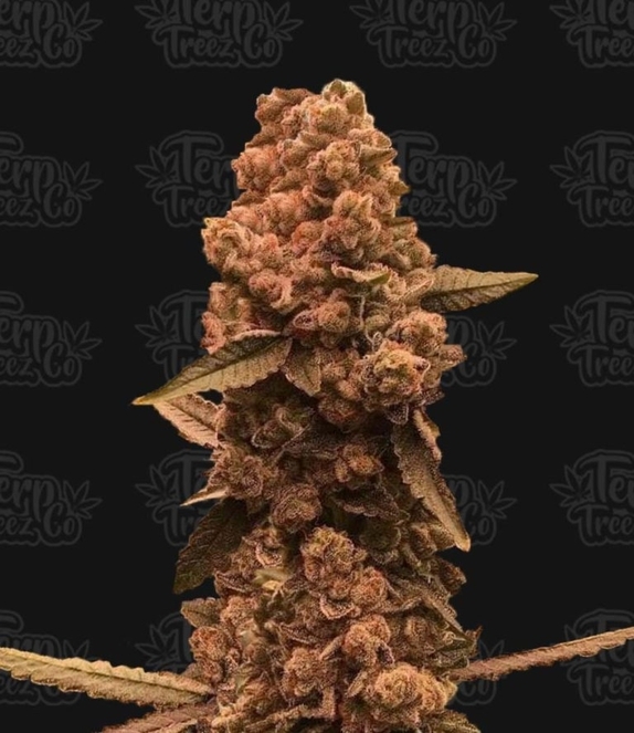 Ztrawberry Fizz  Cannabis Seeds