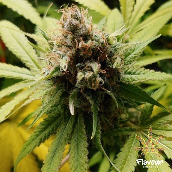 Wonka Bars Cannabis Seeds