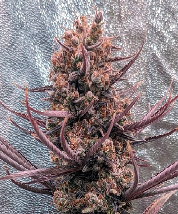 Panama Haze Cannabis Seeds