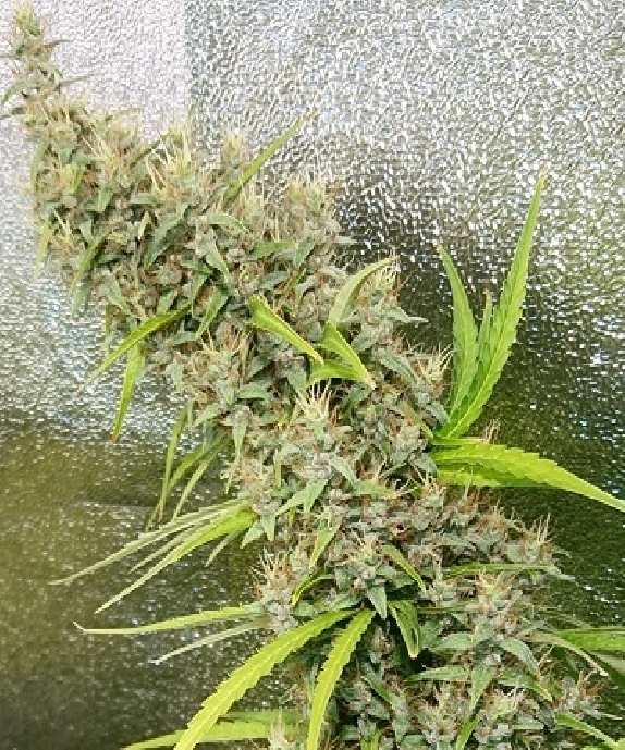 Thai x Panama Cannabis Seeds
