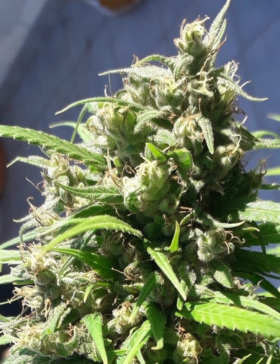 Oaxaca A5 Haze Cannabis Seeds