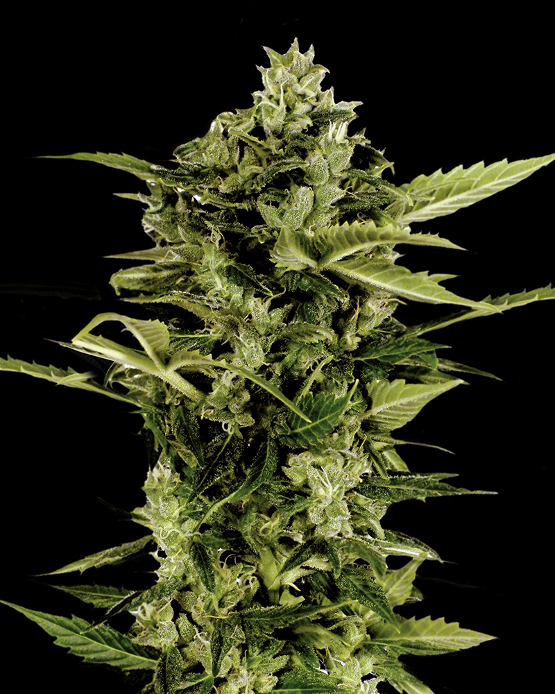 Auto Bomb Cannabis Seeds