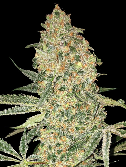 Bruce Banner Cannabis Seeds