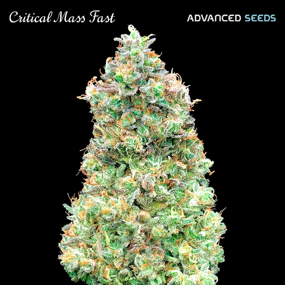 Critical Mass Fast Version Cannabis Seeds