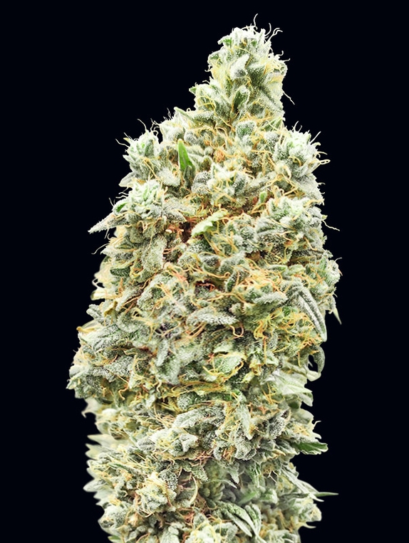 Strawberry Banana Fast Version Cannabis Seeds