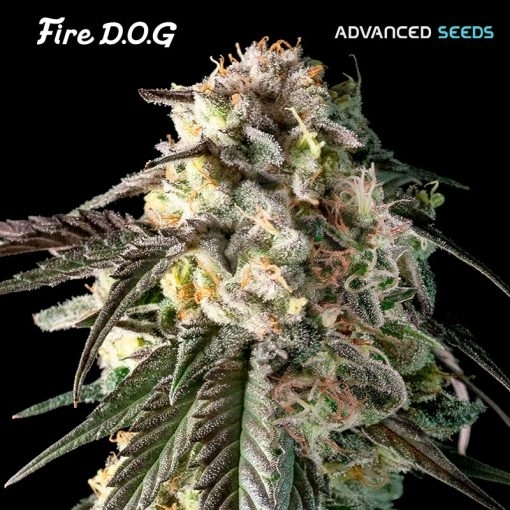 Fire Dog Cannabis Seeds