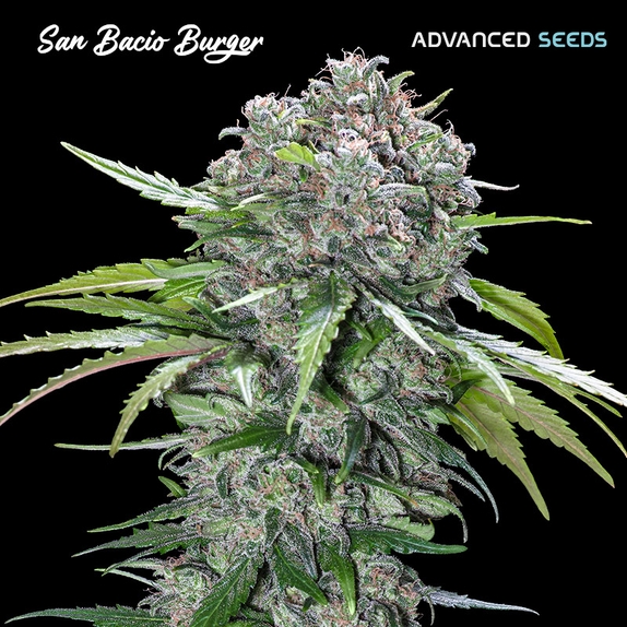 San Bacio Burger Cannabis Seeds