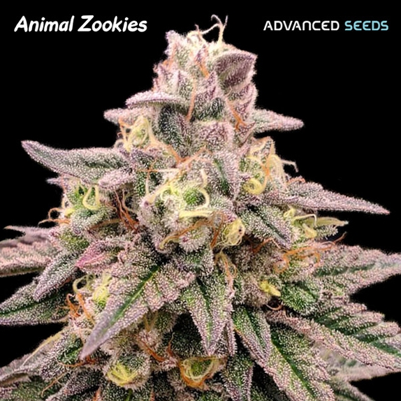Animal Zookies Cannabis Seeds