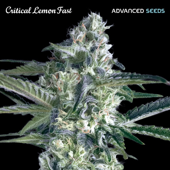 Critical Lemon Fast Cannabis Seeds