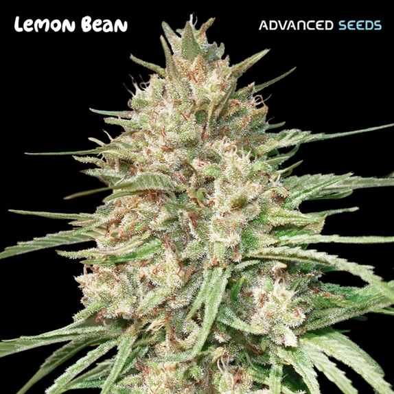 Lemon Bean Cannabis Seeds