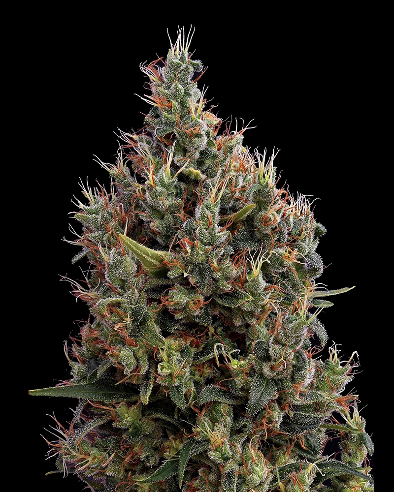 Big Bang Automatic Cannabis Seeds