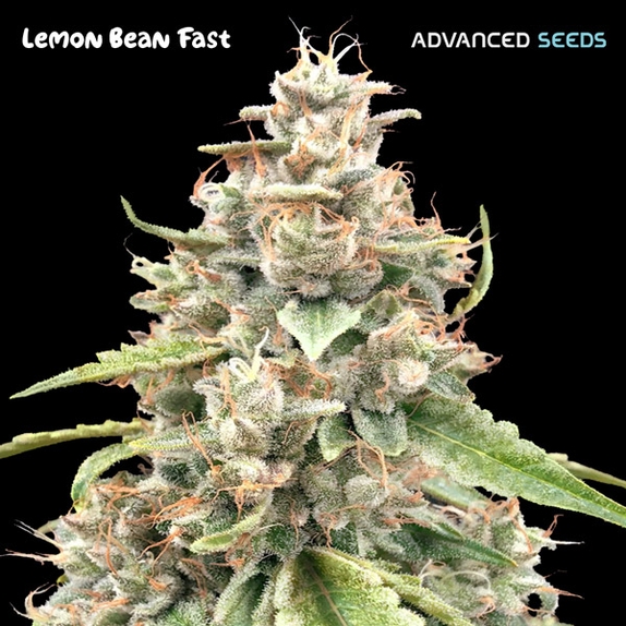 Lemon Bean Fast Cannabis Seeds