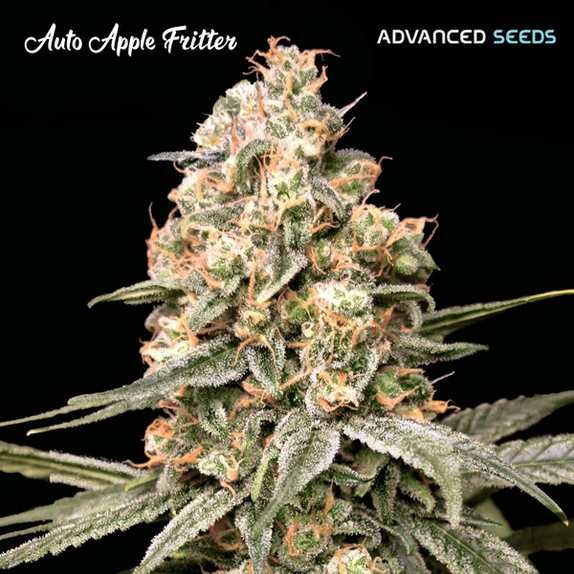 Auto Apple Fritter Cannabis Seeds