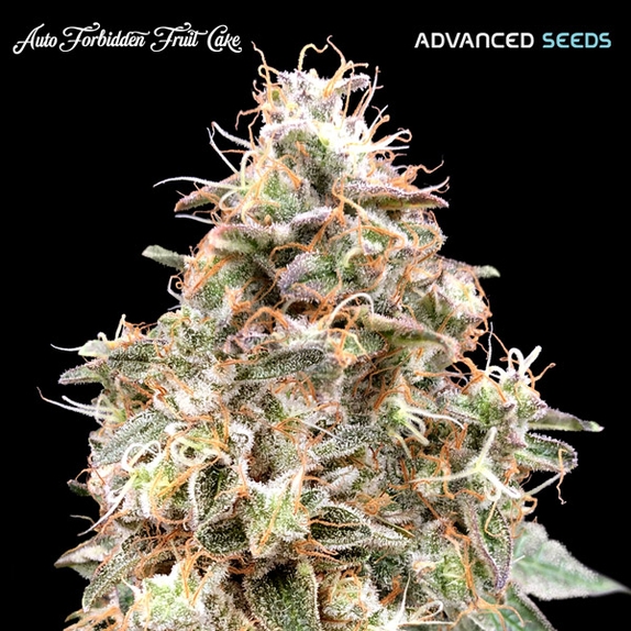 Auto Forbidden Fruit Cake Cannabis Seeds