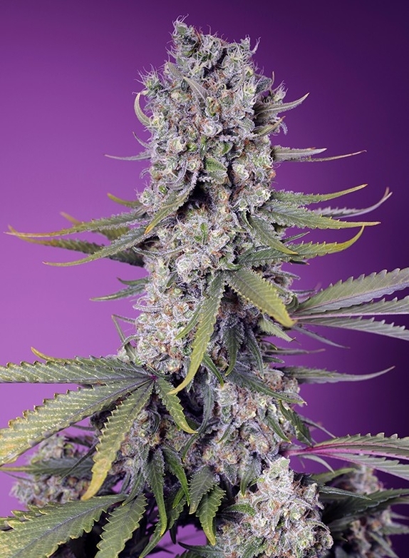 Papaya Zoap F1 Fast Version Cannabis Seeds