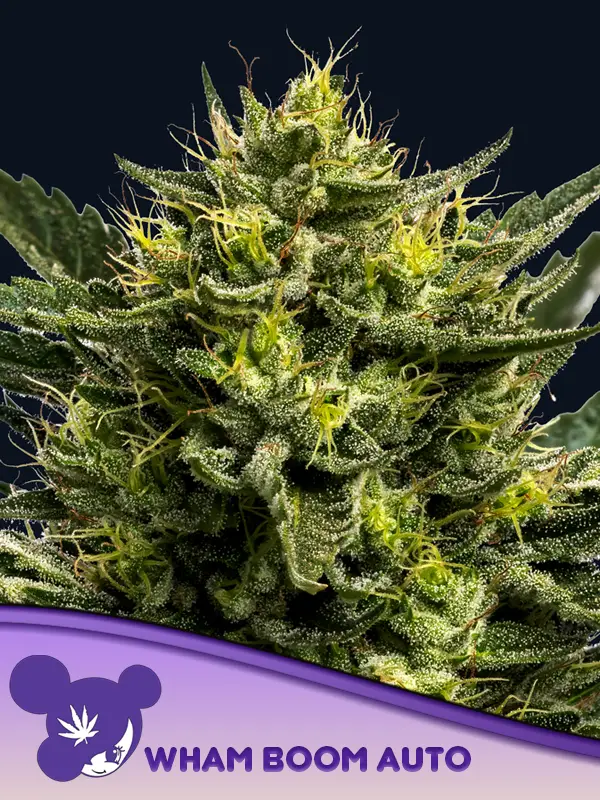 WHAM BOOM Auto Cannabis Seeds