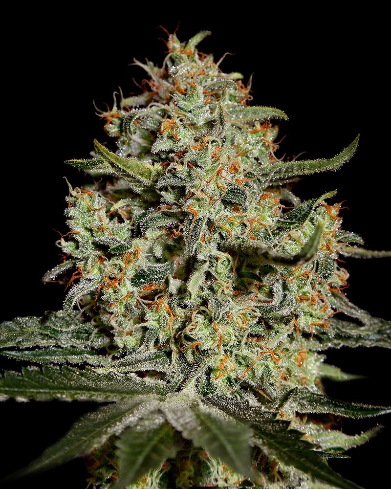 Big Bang Cannabis Seeds