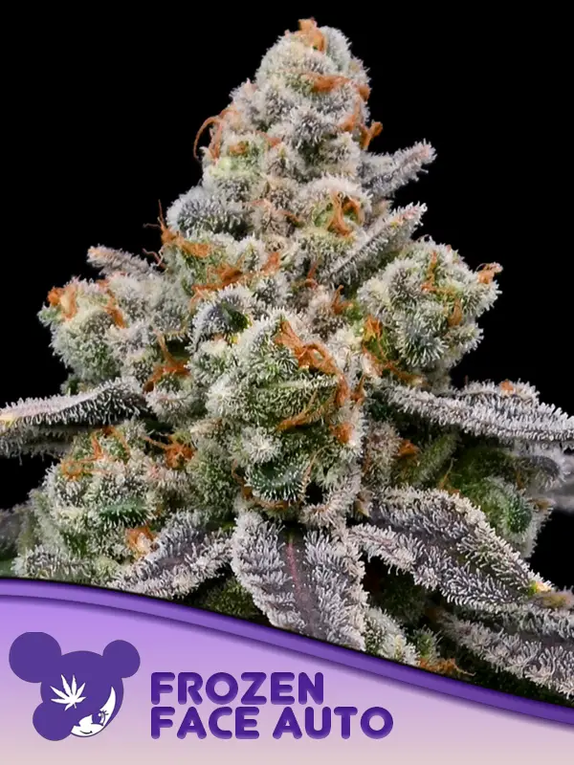 Frozen Face Auto Cannabis Seeds