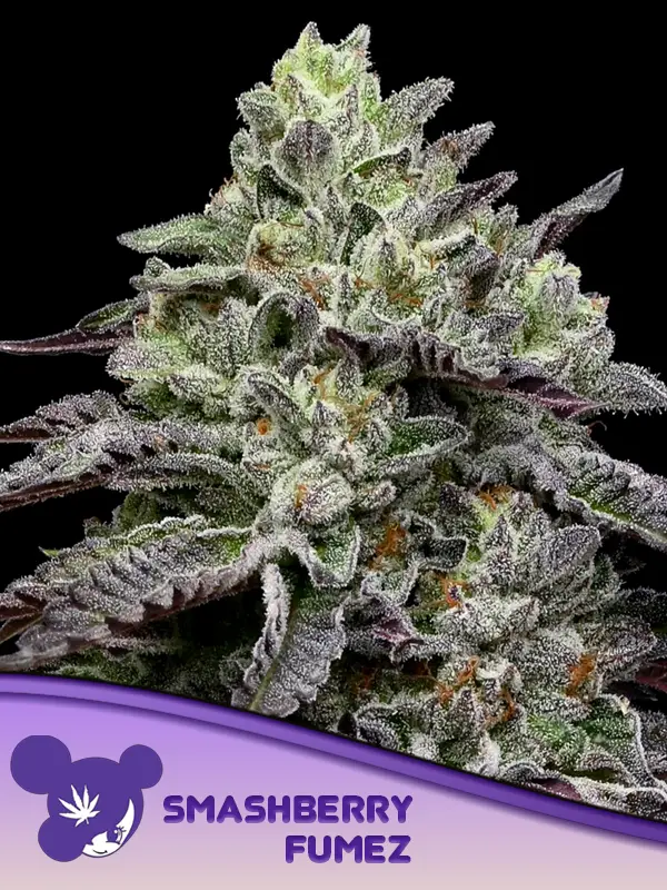 Smashberry Fumez Cannabis Seeds