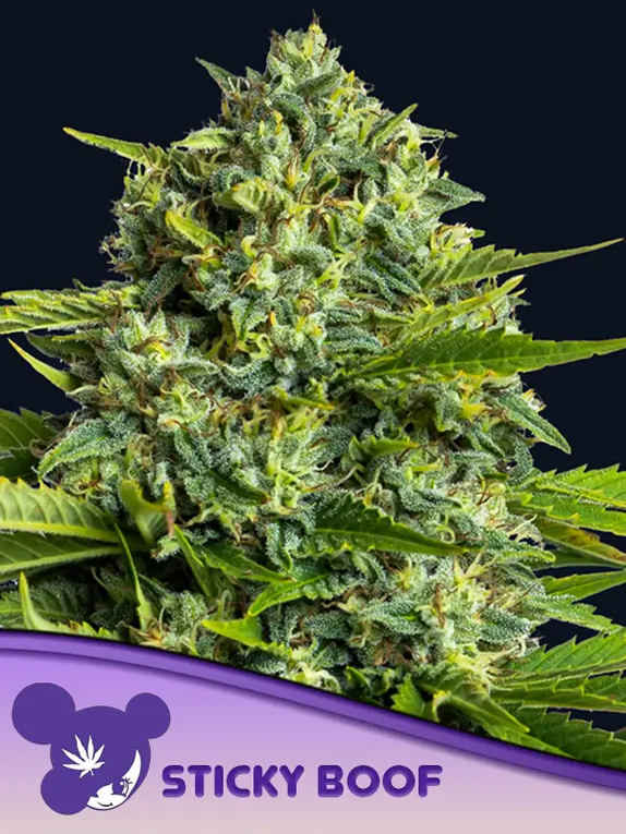 Sticky Boof  Cannabis Seeds