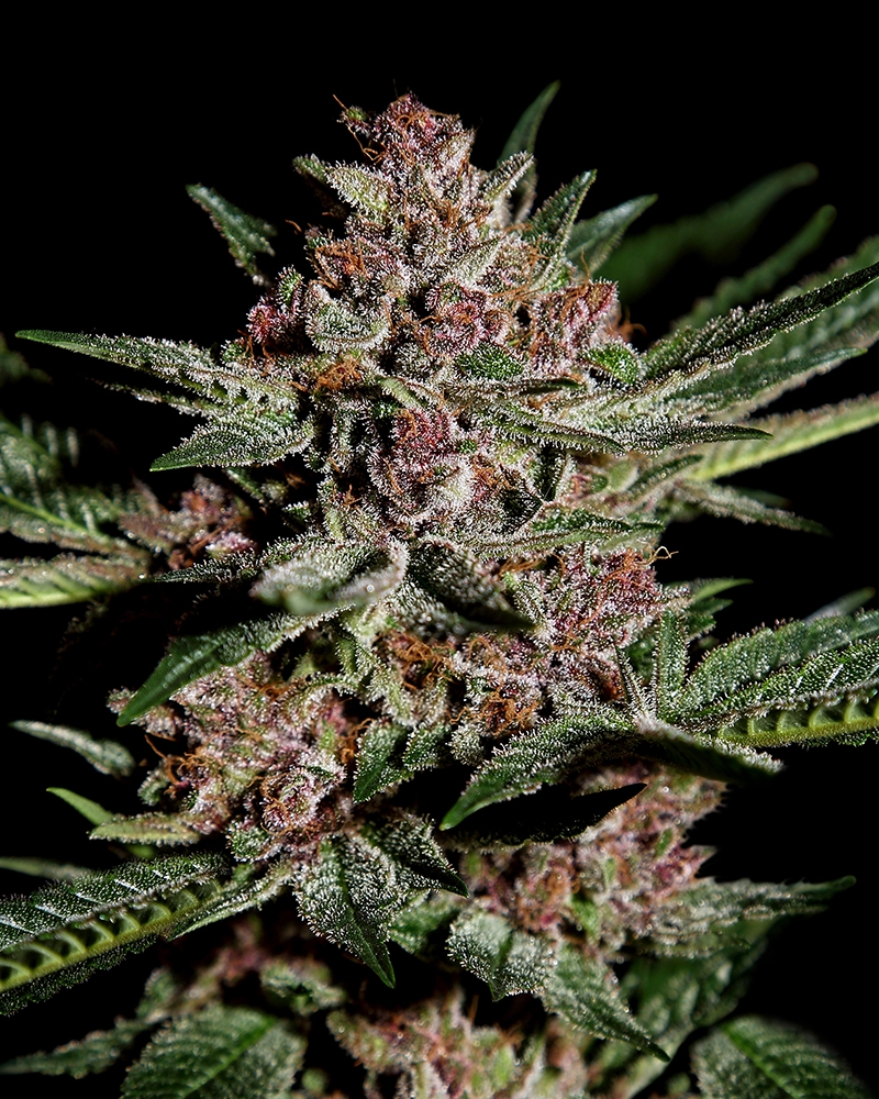 Bubba Kush Cannabis Seeds