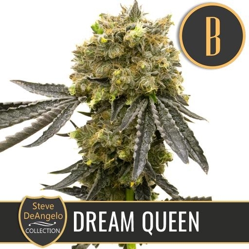 Steve Deangelo's Dream Queen Cannabis Seeds