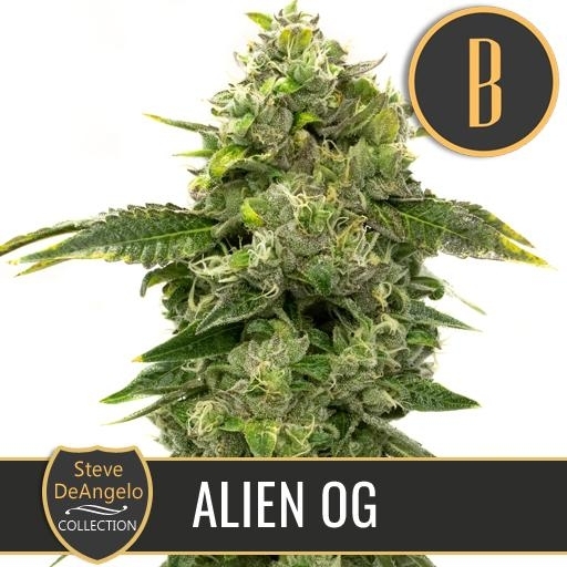 Steve Deangelo's Alien OG  Cannabis Seeds