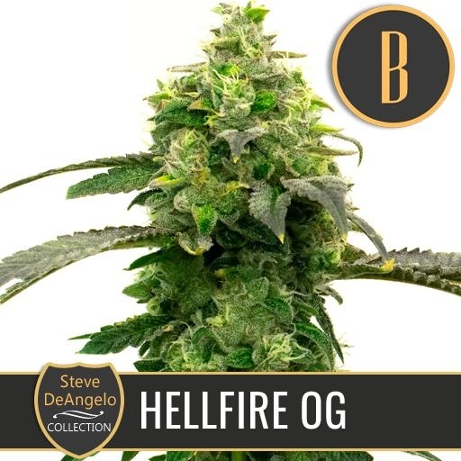 Steve Deangelo's Hellfire OG Cannabis Seeds
