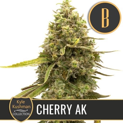 Kyle Kushman's Cherry AK Cannabis Seeds