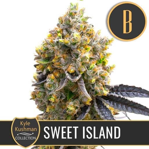 Kyle Kushman's Sweet Island Cannabis Seeds