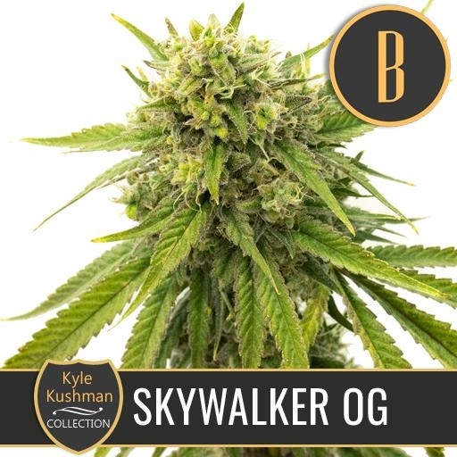 Kyle Kushman's Skywalker OG  Cannabis Seeds