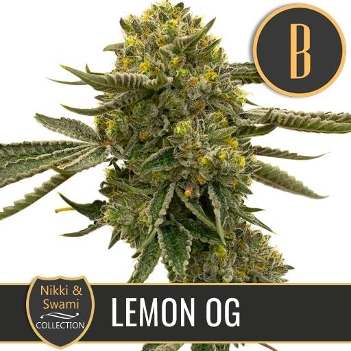 Nikki & Swami's Lemon OG Cannabis Seeds