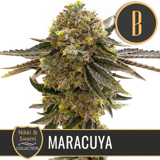 Nikki & Swami's Maracuya Cannabis Seeds