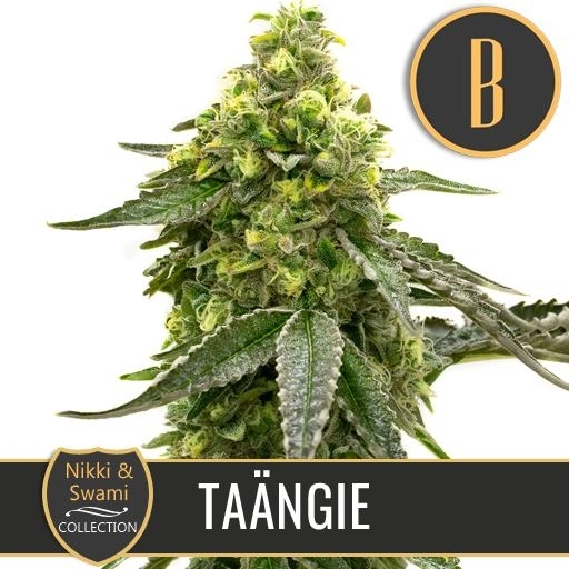 Nikki & Swami's Taangie Cannabis Seeds