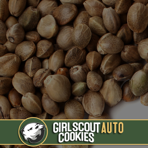 Girl Scout Cookies Auto Cannabis Seeds