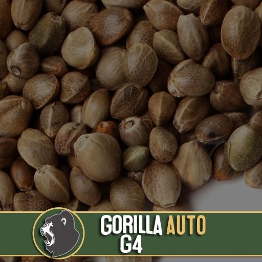 Gorilla G4 Auto Cannabis Seeds