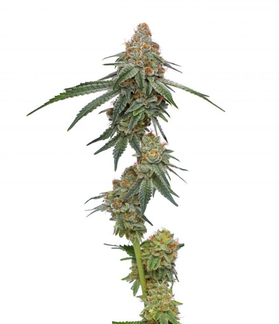 Pineapple Upside Down Cake Cannabis Seeds